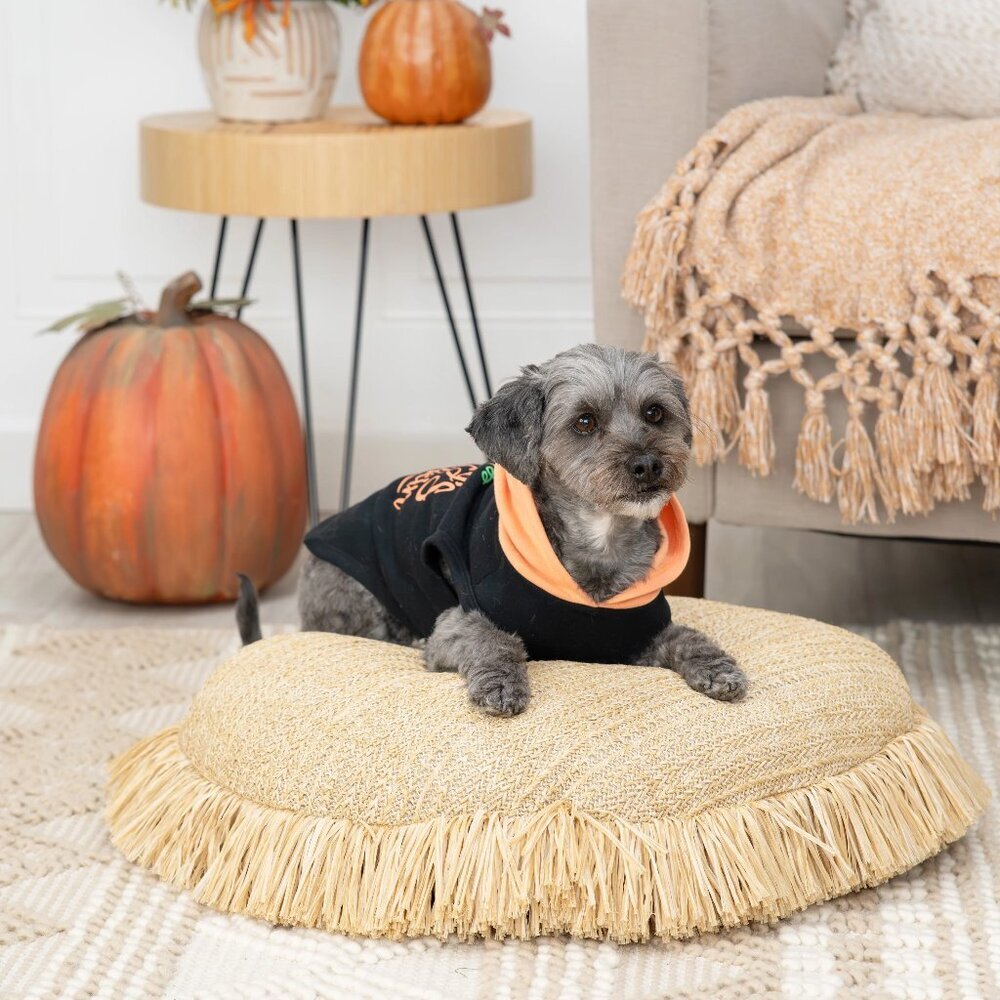 Vibrant Life Dog Halloween Hoodie Shirt Costume MOMMY'S LITTLE PUMPKIN SZ XXS